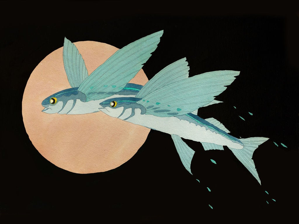 Flying Fish | Dan Goad Fine Art, image size:1024x768